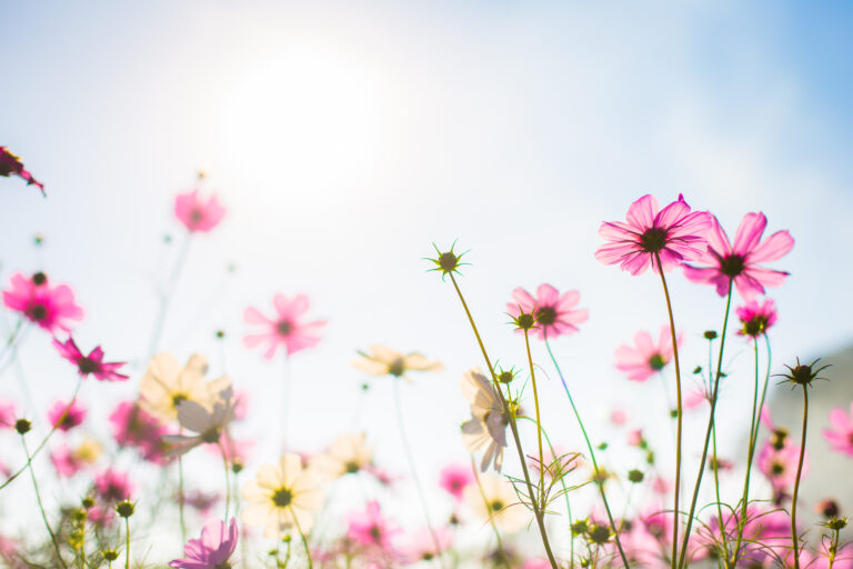 Mindful self-compassion
